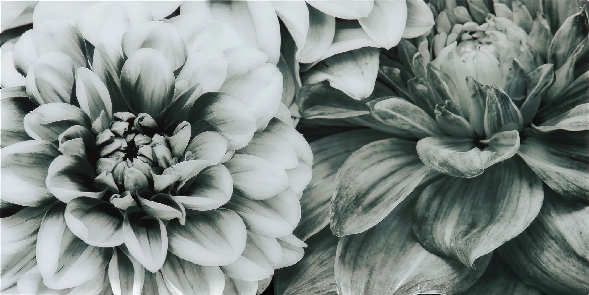 Blooming Season Artwork