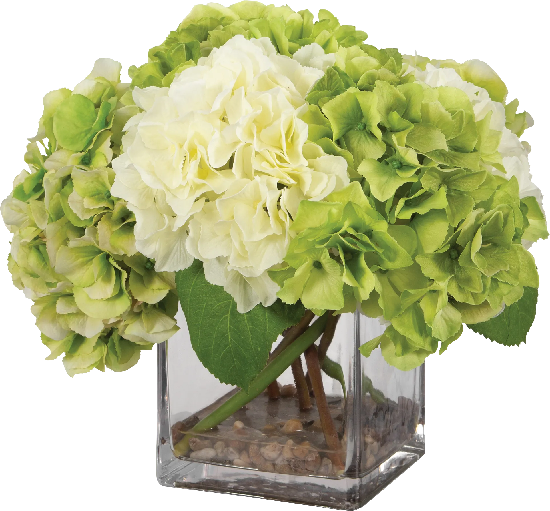 Berl White Plant
