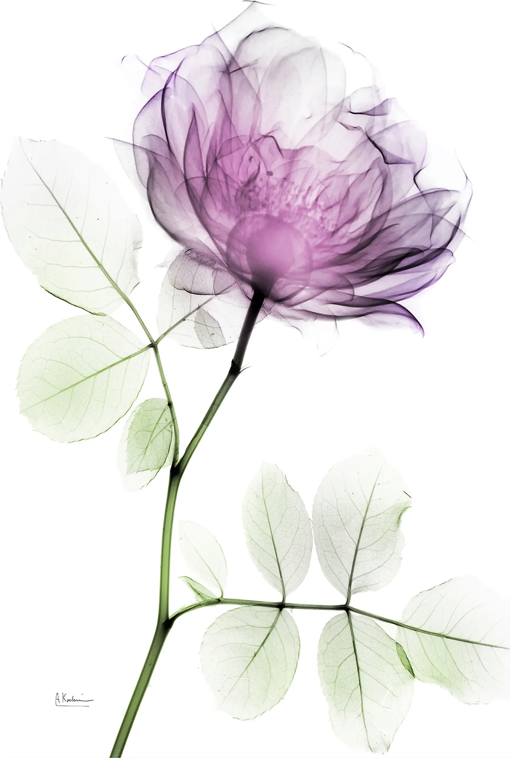 Bleimeyer Purple Artwork