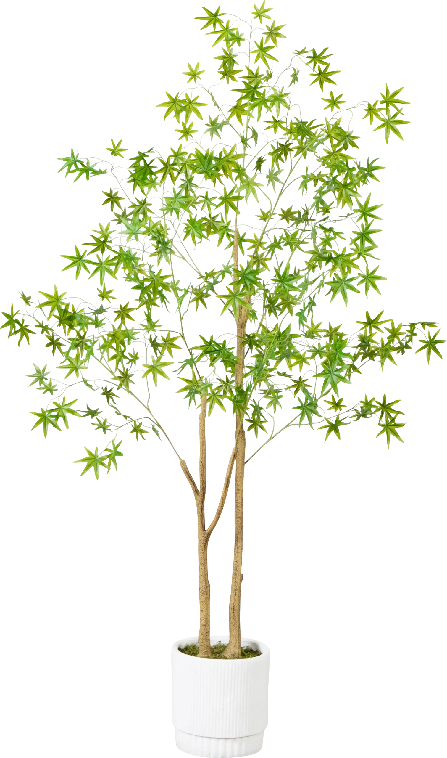 Calamia Green Silk Tree