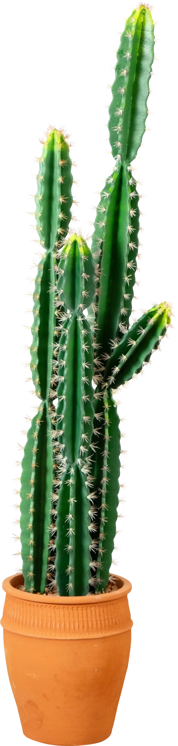 Darland Green Silk Plant