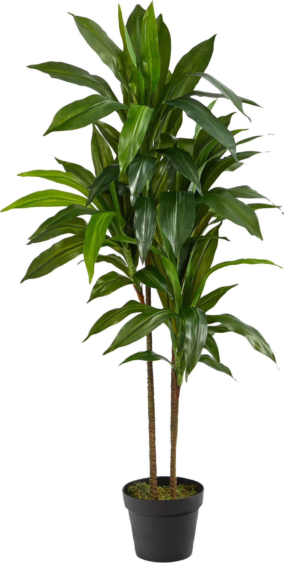 Darian Green Dracaena Silk Tree