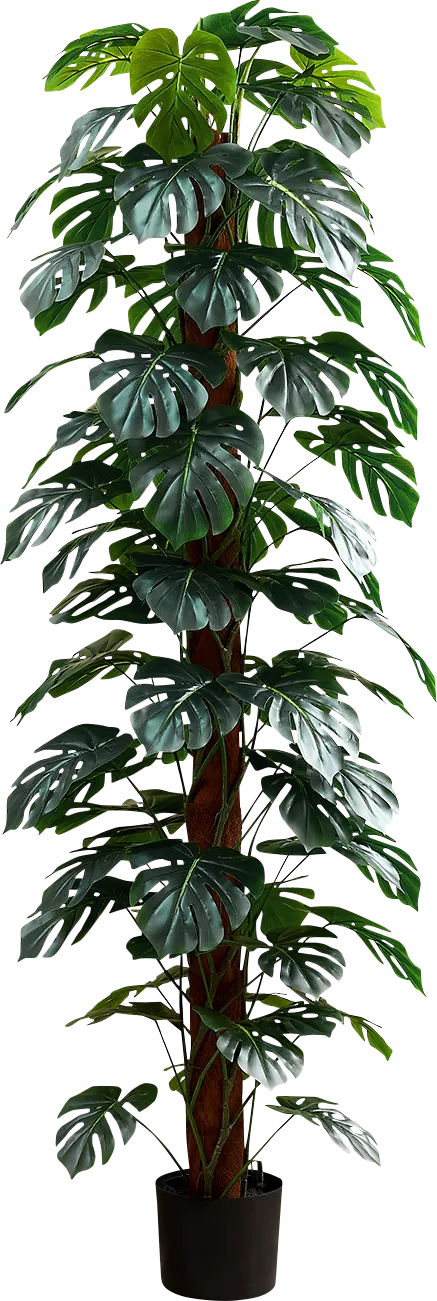 Calhouny Green Silk Plant