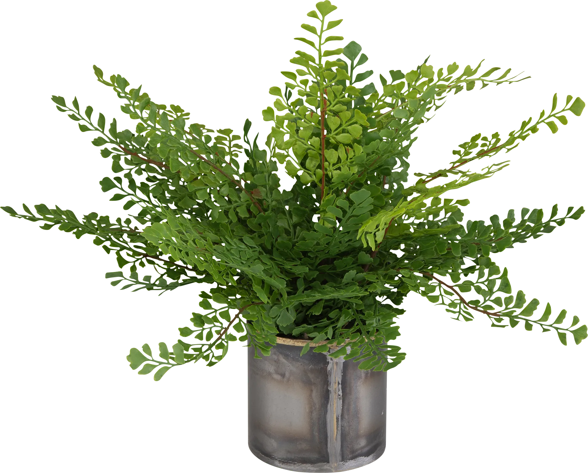 Daski Green Silk Plant