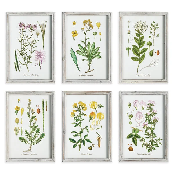 Napa Home And Garden Perennial Botanical Study, Set Of 6
