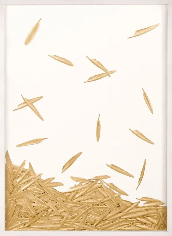 Natural Curiosities Art, Fallen Feathers 2 in White