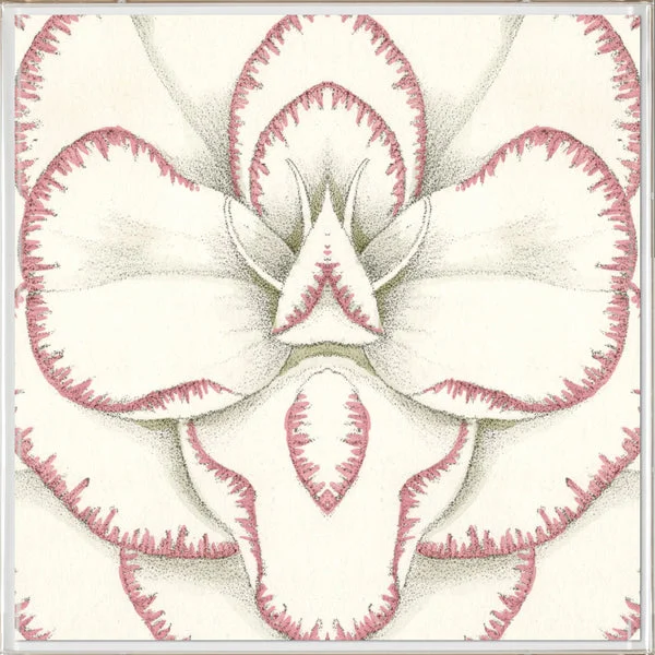 Natural Curiosities Carnations 3 Art