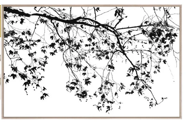 Natural Curiosities Elysian Tree Study Photograph