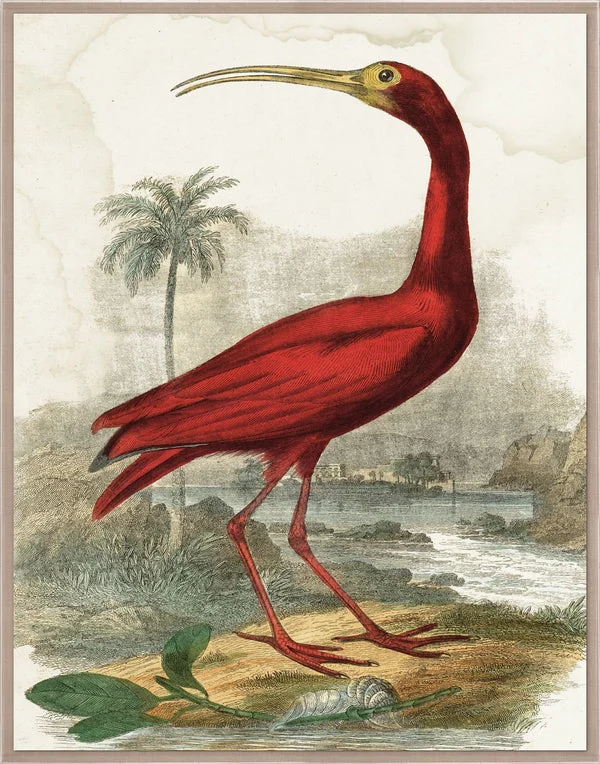 Natural Curiosities Lord Turnbull Art